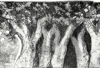 Platanen (Radierung/Aquatinta 15 cm X 20 cm)